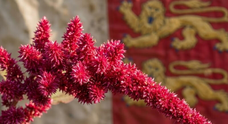 amarant jako odcień czerwieni na roślinie